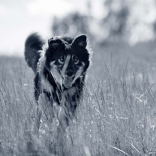 perro blanco y negro corriendo entre hierba alta