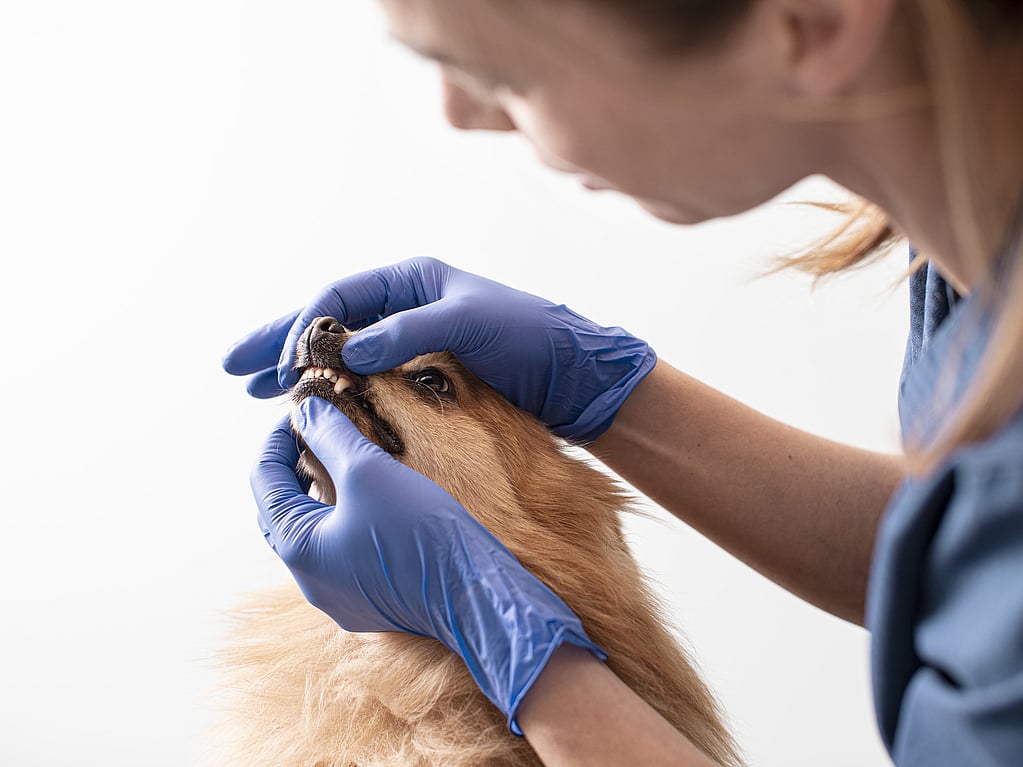 Una persona con guantes azules sosteniendo la boca de un perro.