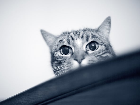 Un gato mirando por encima de una mesa.