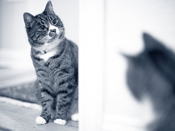 Un gato mirándose al espejo.
