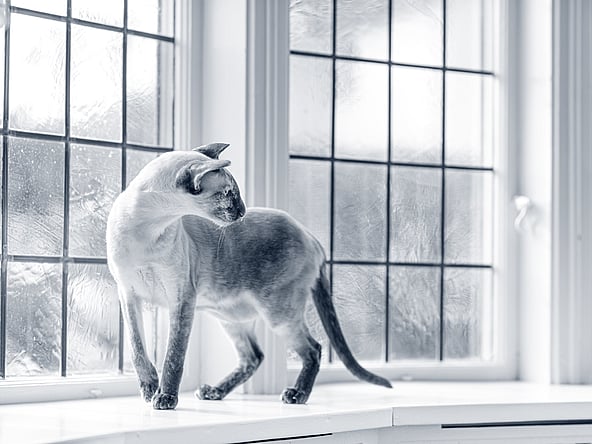 Un gato parado en el alféizar de una ventana.