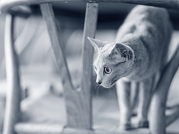 Un gato de pie en una silla.
