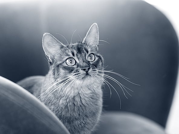 Un gato mirando a la cámara.