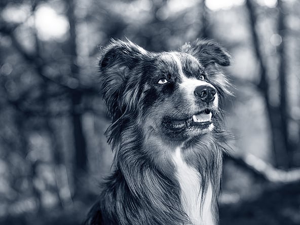 Un perro mirando en el aire.