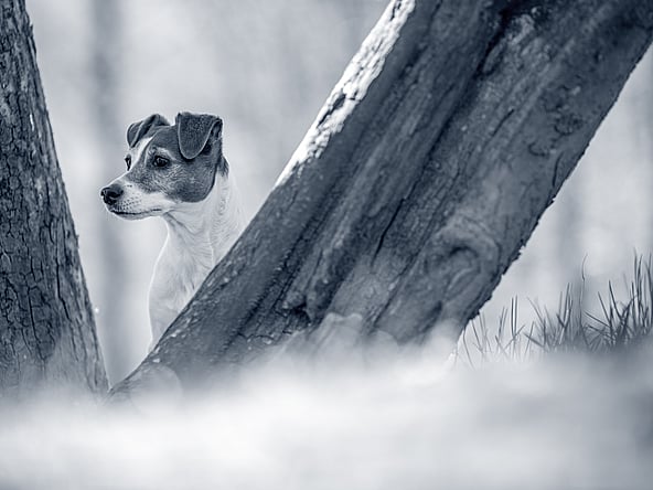 Un perro asomándose a un árbol.