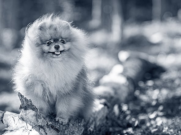 Un perro sentado en un tronco.