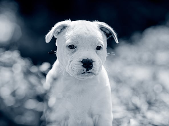 Un cachorro blanco sentado en la hierba.