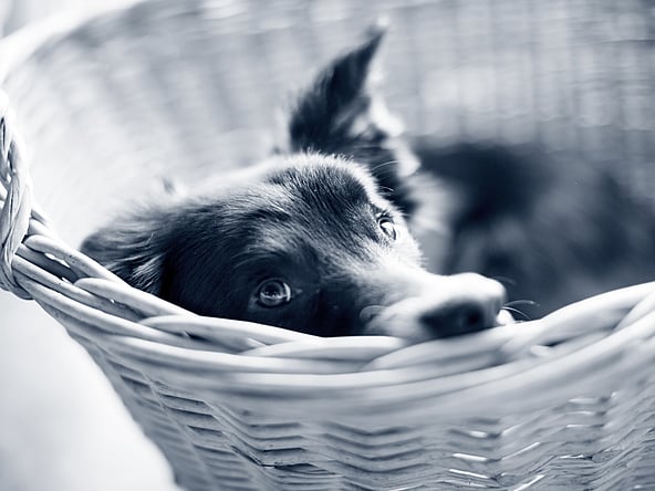 Un perro en una cesta.