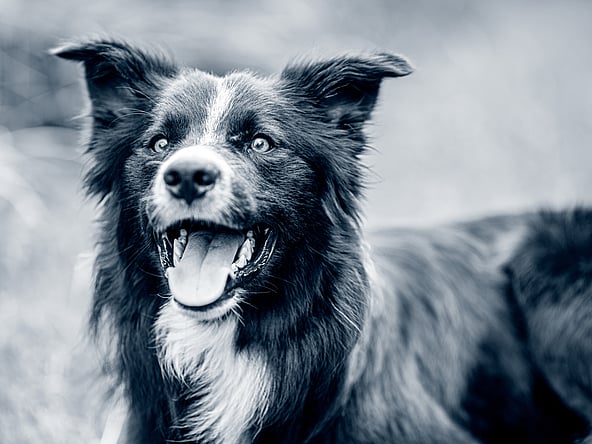 Un perro con la boca abierta.