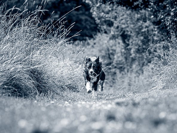 Un perro corriendo por un camino.