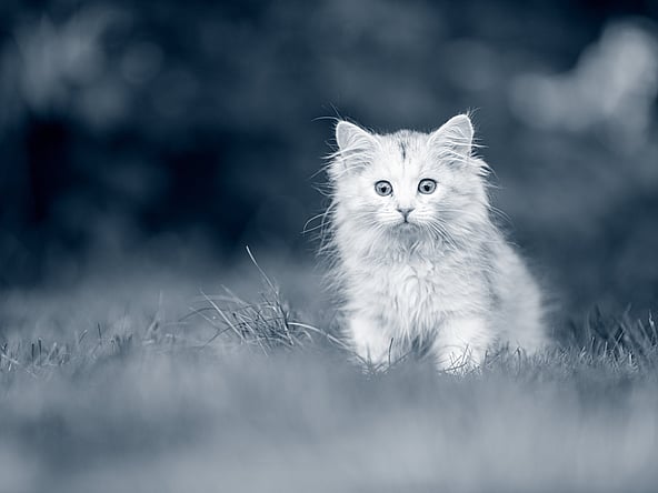 Un gato en la hierba.