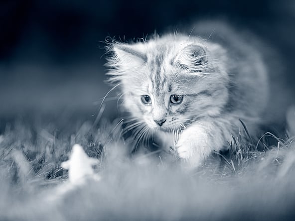 Un gato en la hierba.