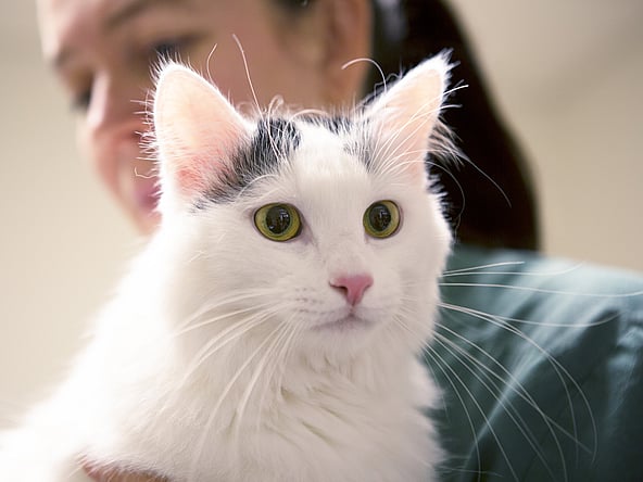 Una persona sosteniendo un gato.