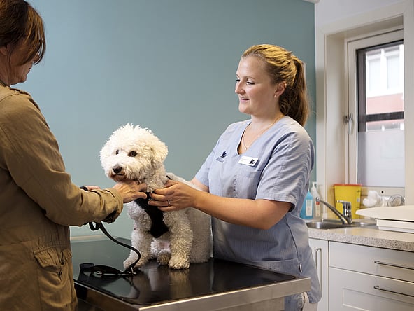 Una persona y un perro siendo examinados por un médico.