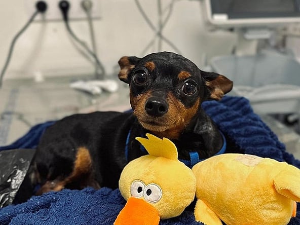 Un perro acostado sobre una manta con peluches.