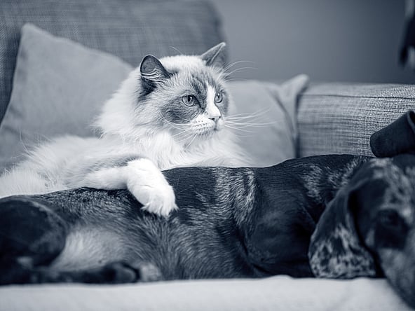 Un gato acostado en un sofá junto a un perro.