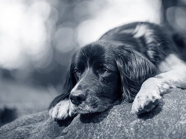 Un perro acostado en una roca.
