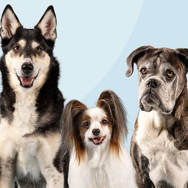Un grupo de perros sentados juntos.