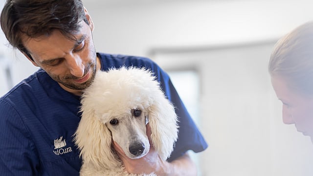 Una persona sosteniendo un perro blanco.