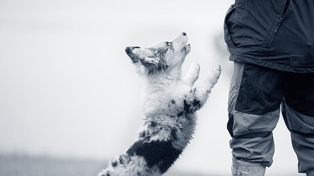 Un perro saltando hacia una persona.