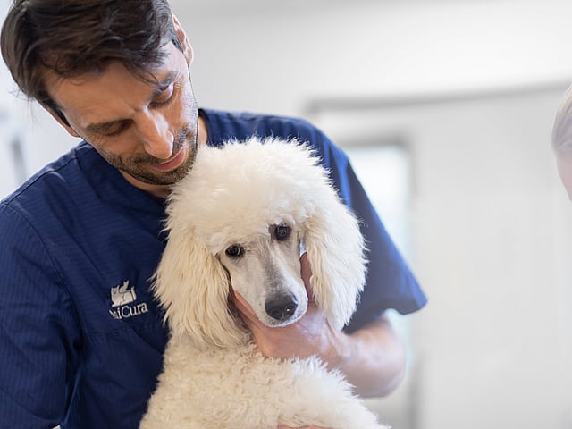Una persona sosteniendo un perro blanco.