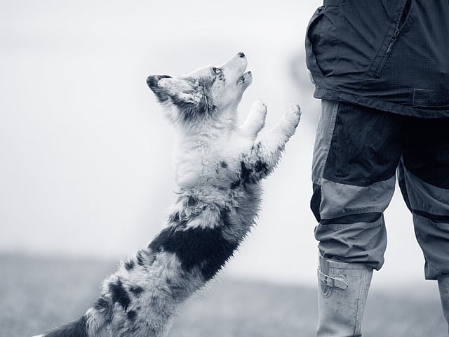 Un perro saltando hacia una persona.