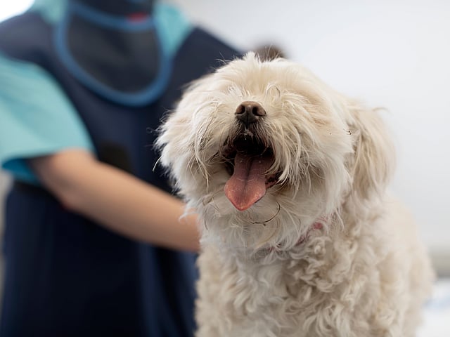 Un perro con la boca abierta.