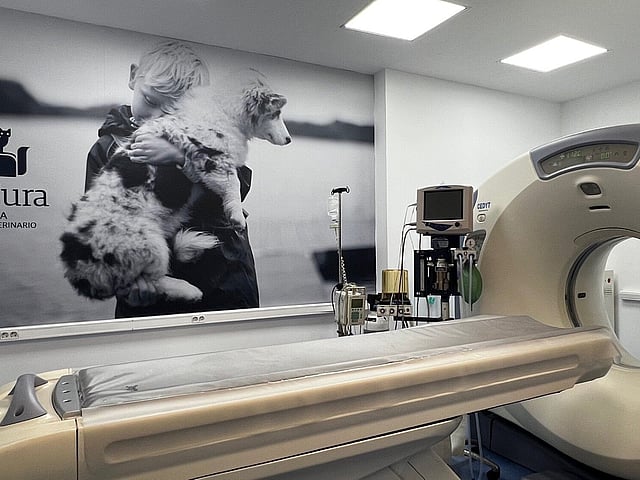 Una imagen grande de un perro y un gato en una habitación.