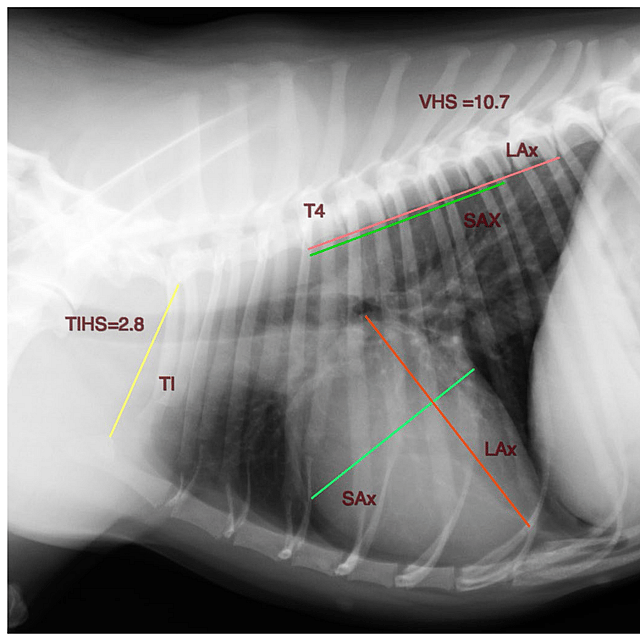 Radiografía de un perro.