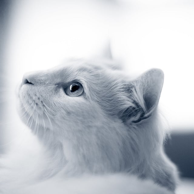 Un gato blanco mirando hacia arriba.