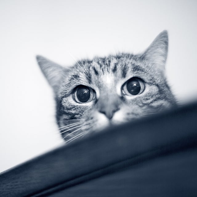 Un gato mirando por encima de una mesa.