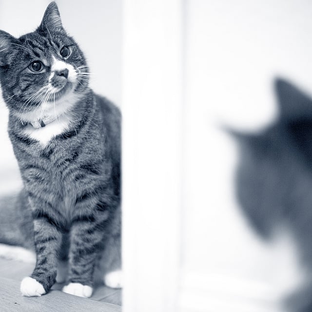 Un gato mirándose al espejo.