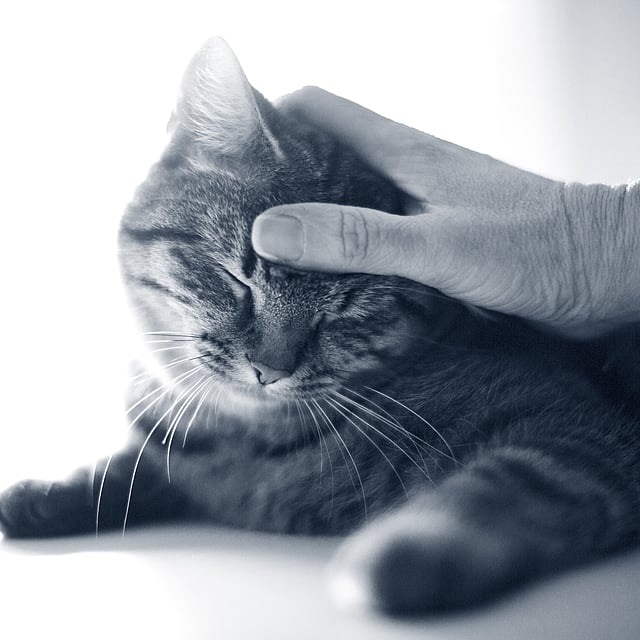 Una mano tocando a un gato.