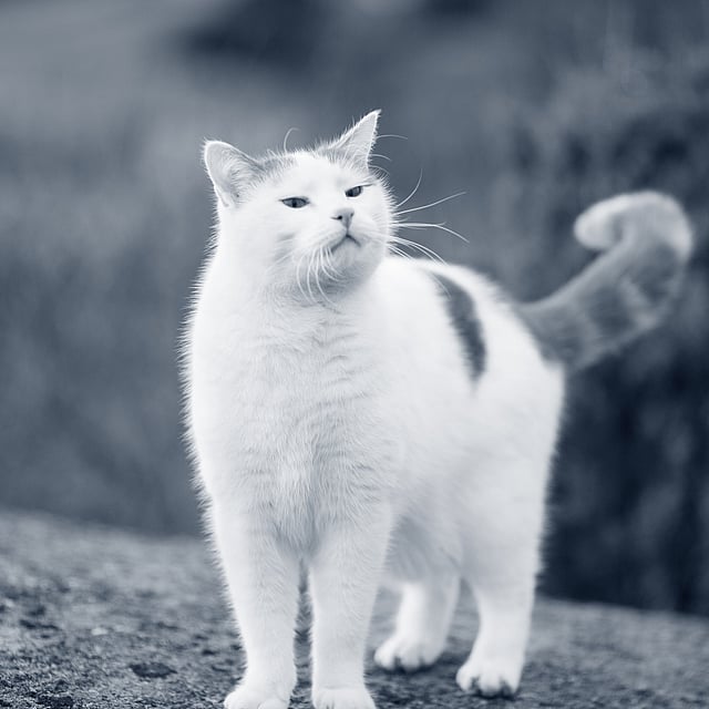 Un gato parado sobre una roca.