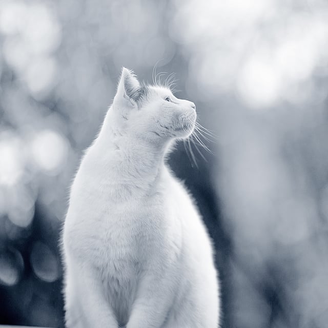 Un gato blanco mirando hacia arriba.