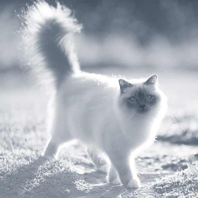 Un gato caminando por el suelo.