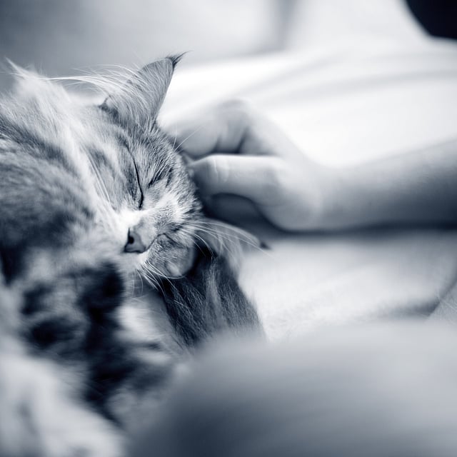 gato en blanco y negro dormido