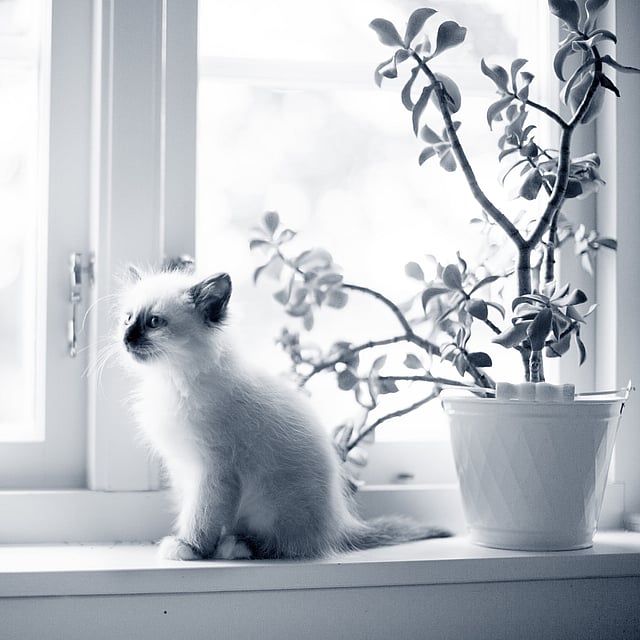 Un gatito sentado en el alféizar de una ventana.