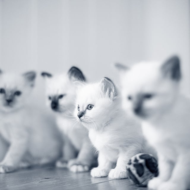 Un grupo de gatitos sentados en un suelo de madera.