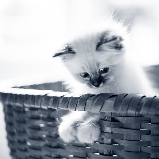 Un gatito en una cesta.