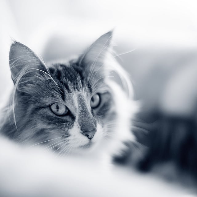 Un gato mirando a la cámara.