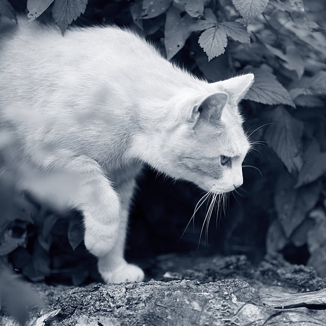 Un gato parado sobre una roca.