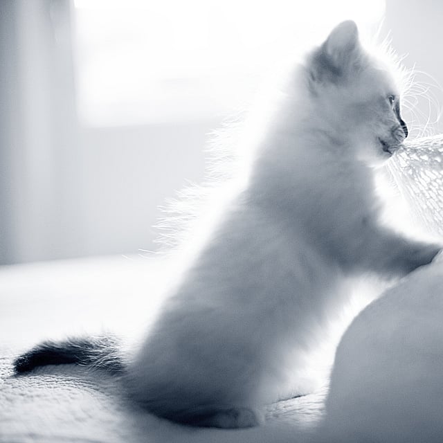 Un gatito jugando con un objeto blanco.