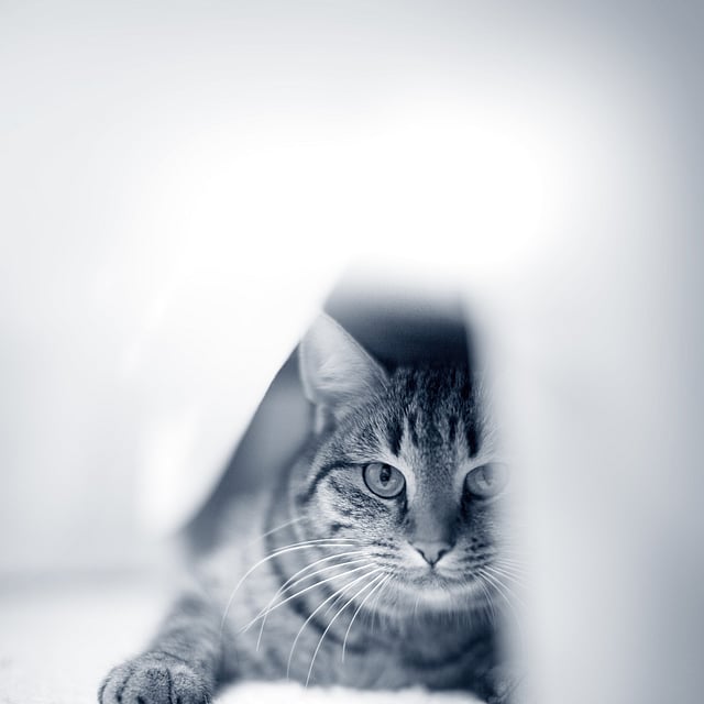Un gato tirado en el suelo.