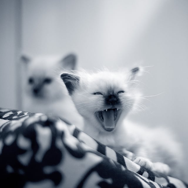 Un gato bostezando sobre una manta.