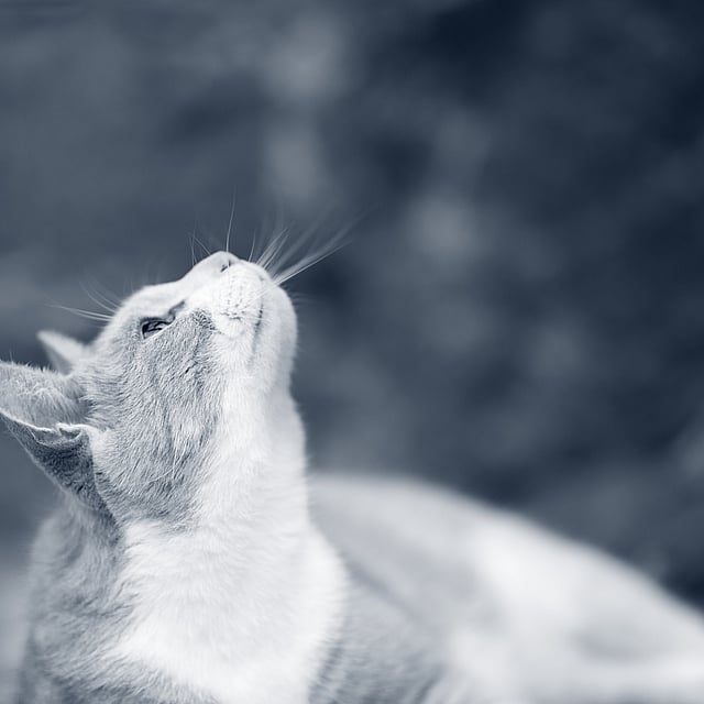 Un gato mirando hacia arriba.