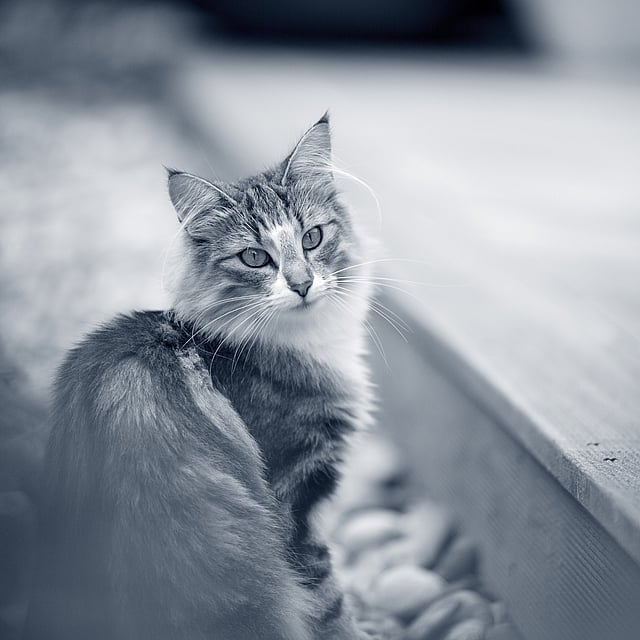 Un gato sentado en una terraza de madera.