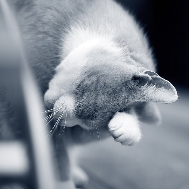 Un gato con la pata en la cara.