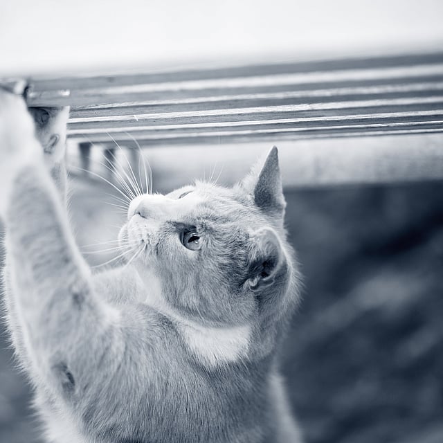 Un gato trepando por un banco.