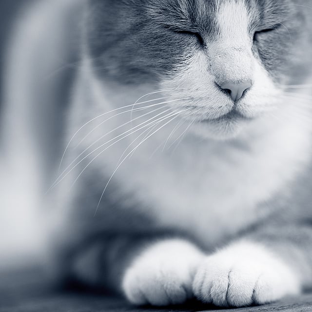 Un primer plano de un gato.